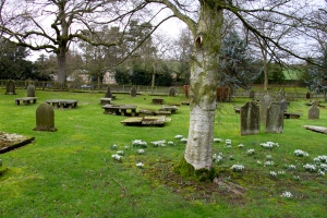 Snowdrops at the Abbey